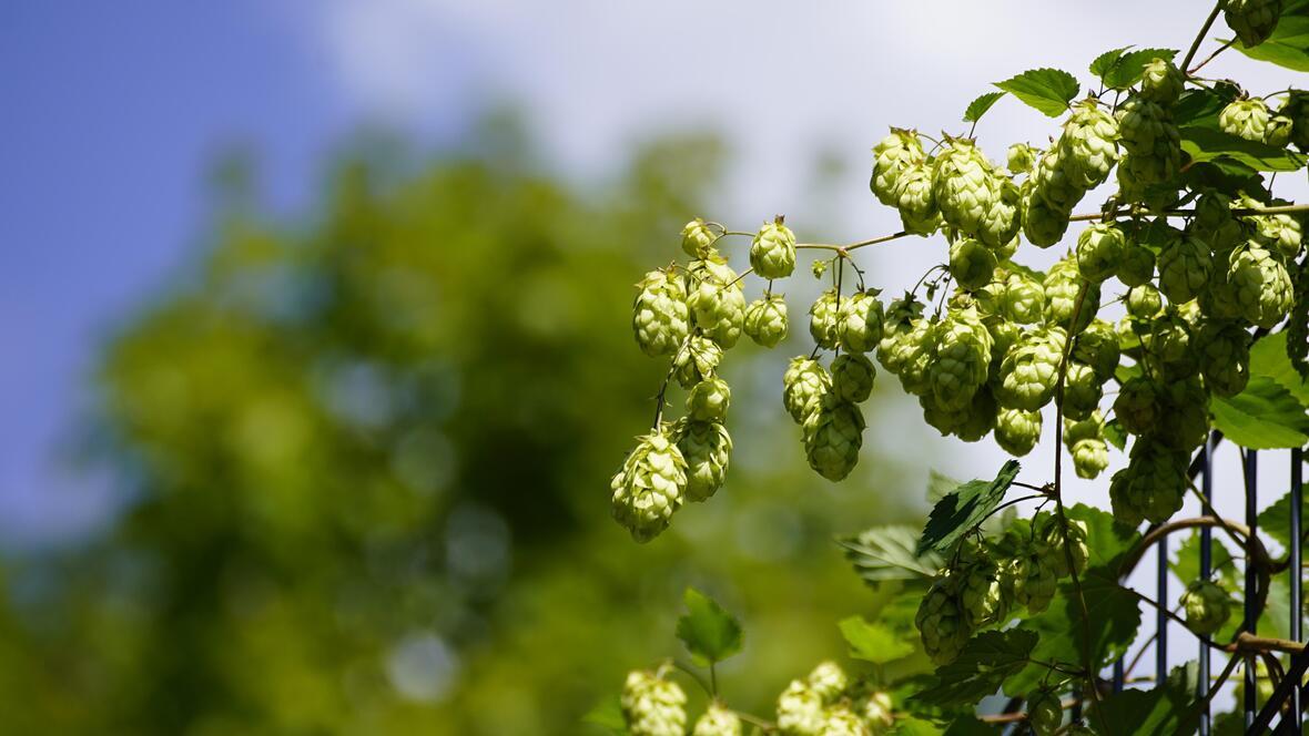 hopfen